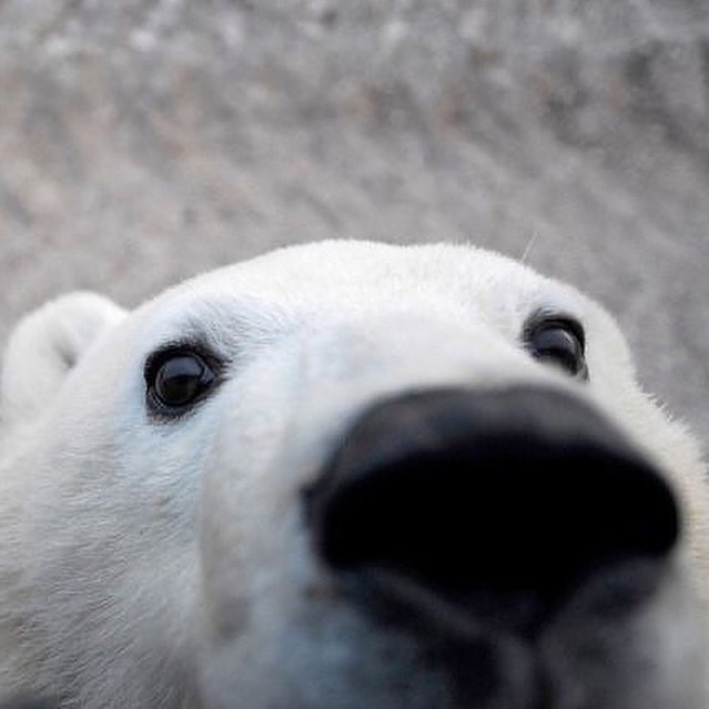 Avatar of a polar bear upclose to a camera